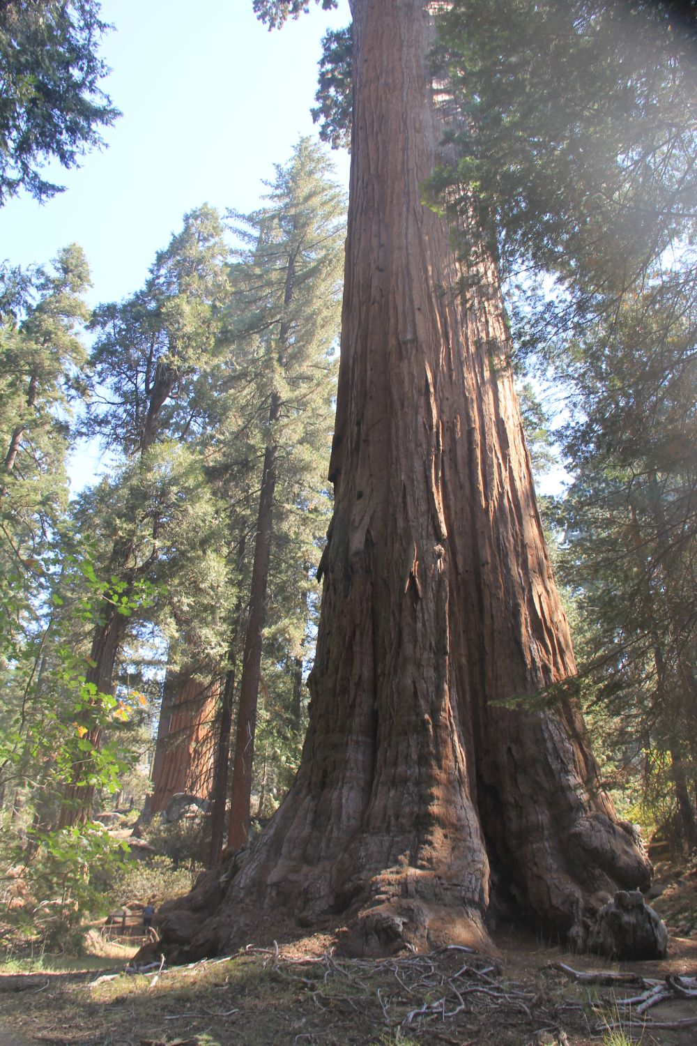 General Grant Tree 